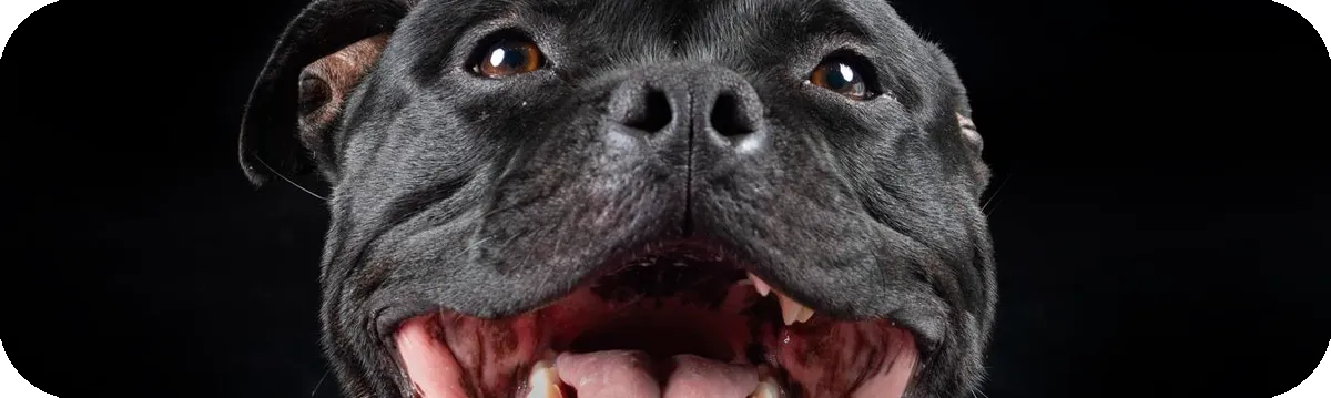 Staffordshire Bull Terrier, retrato