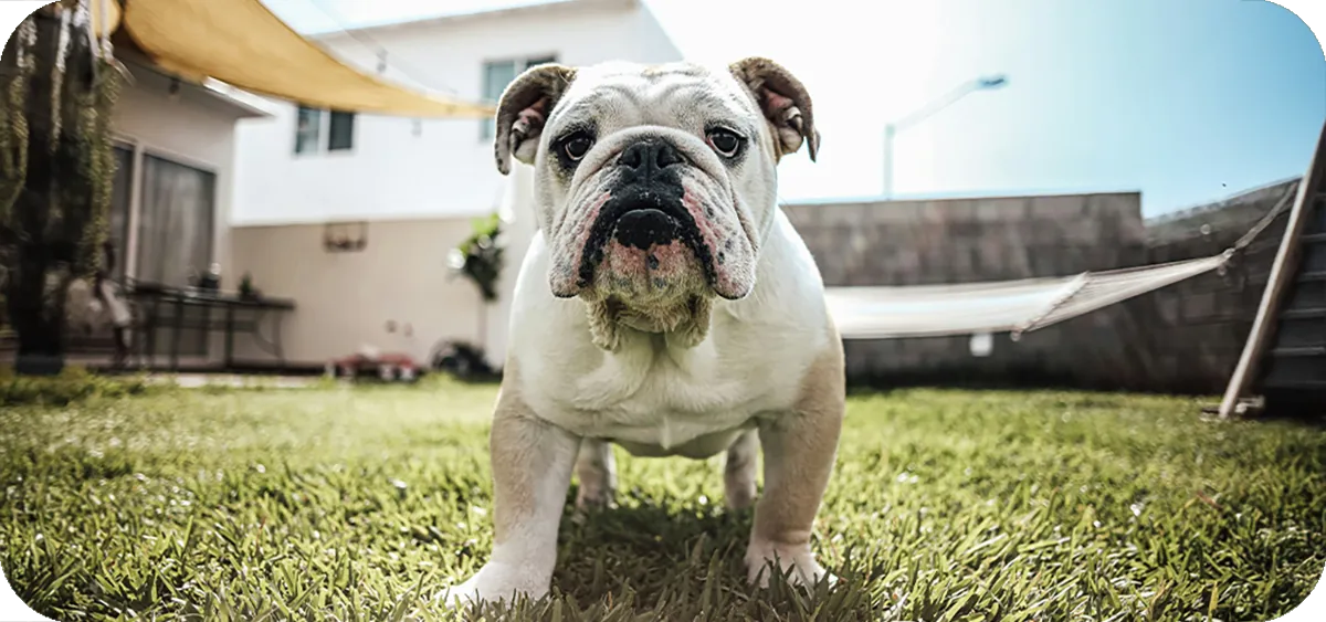 Bulldog Inglés, retrato frontal