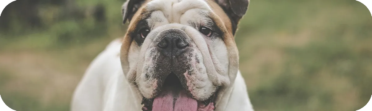 Bulldog Inglés, primer plano