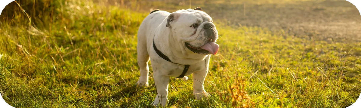 Bulldog Inglés al aire libre