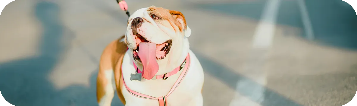 Bulldog Inglés, retrato