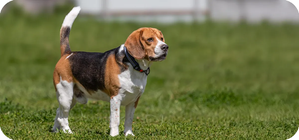 Beagle, retrato frontal