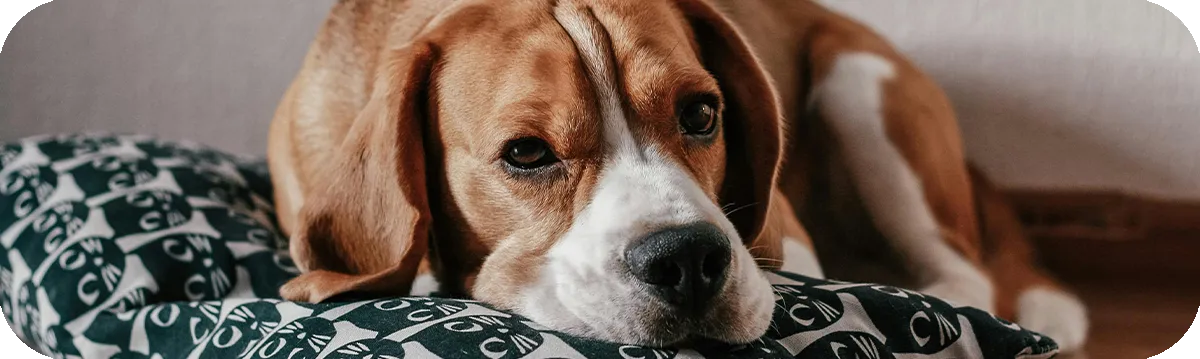 Beagle, primer plano