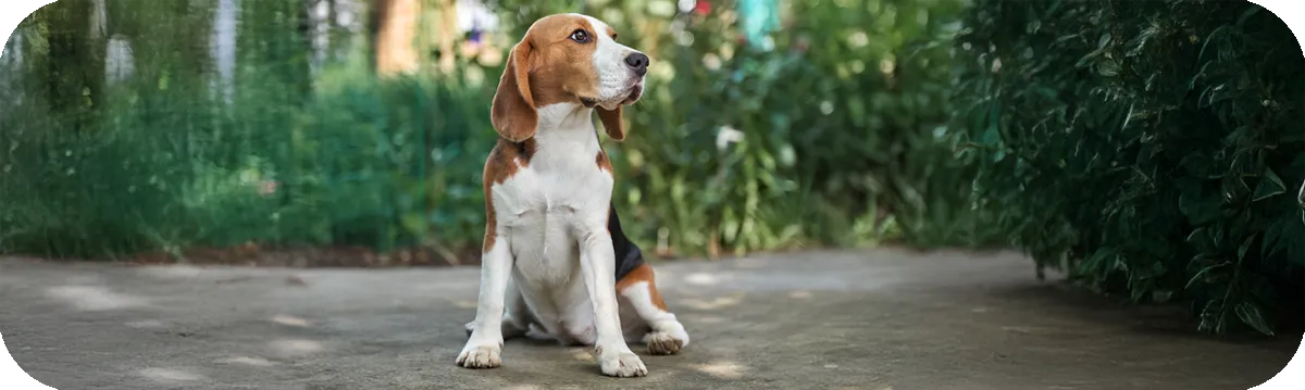 Beagle de cerca sobre hierba