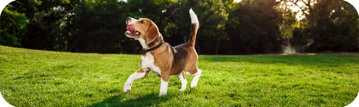 Beagle de pie sobre hierba