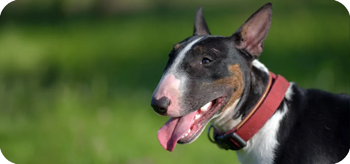 Bull Terrier, retrato frontal