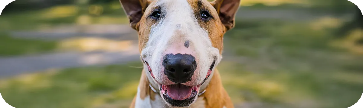 Bull Terrier, primer plano