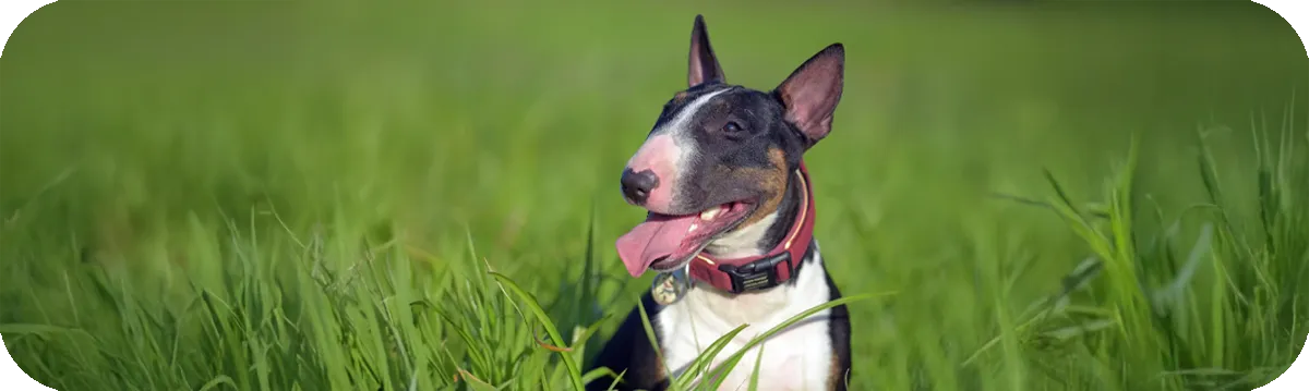 Bull Terrier en su entorno
