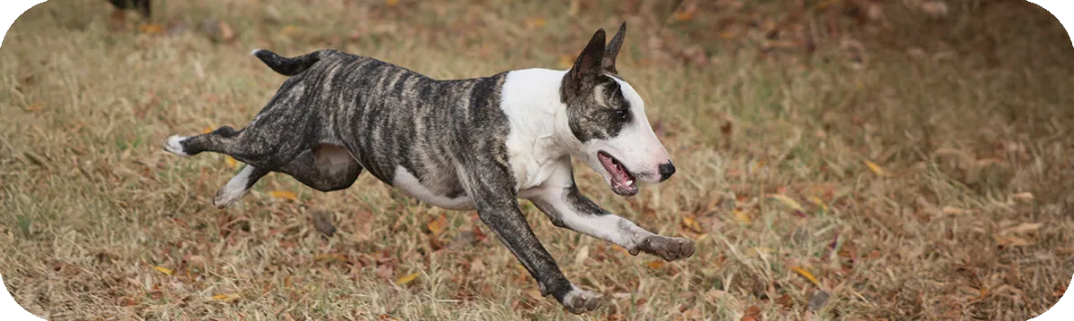 Bull Terrier de pie al aire libre
