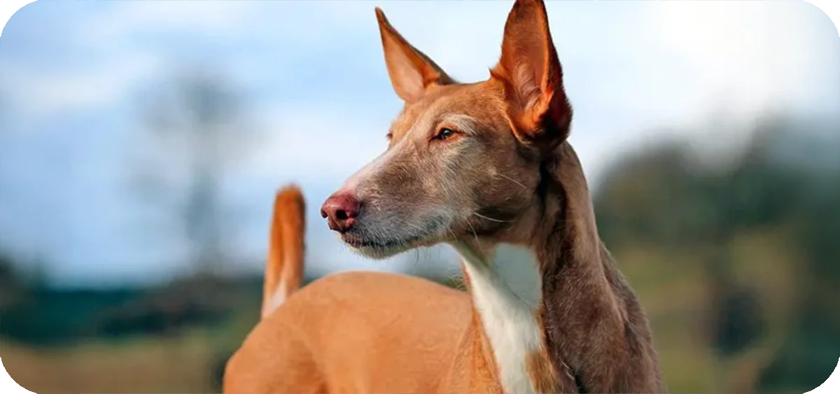 Podenco Canario, retrato frontal