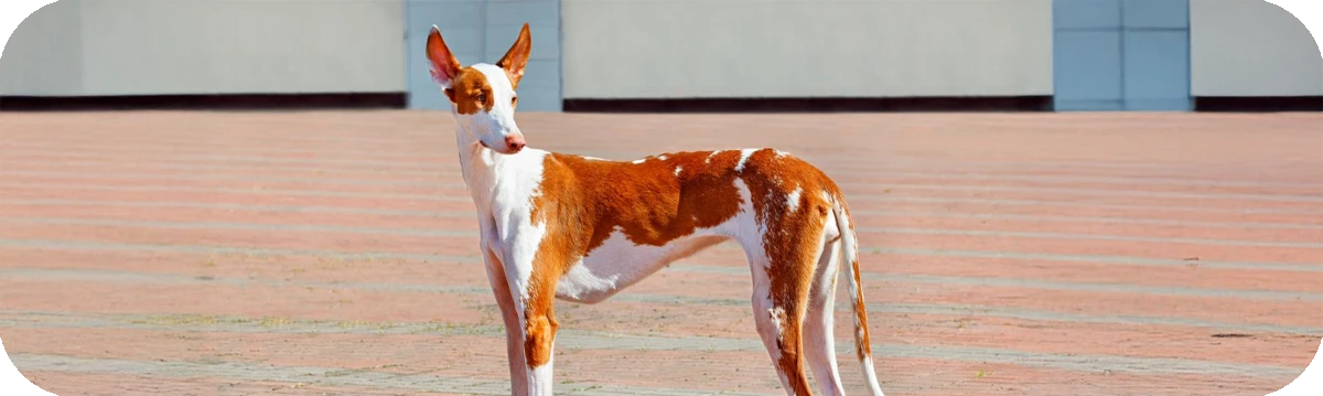 Podenco Canario, primer plano