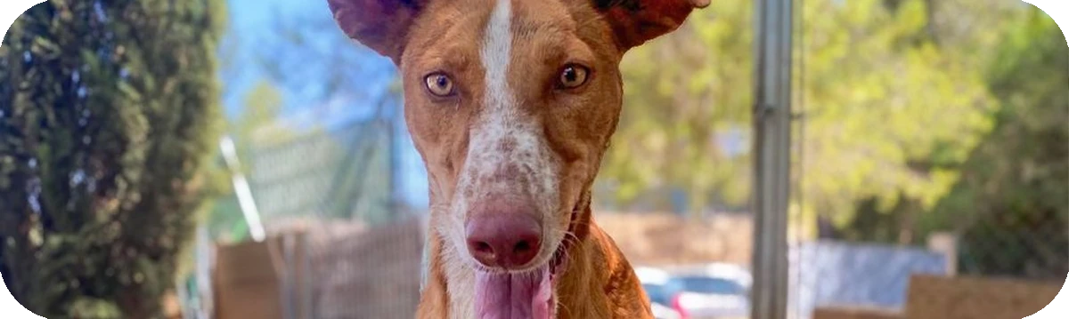 Podenco Canario de pie al aire libre