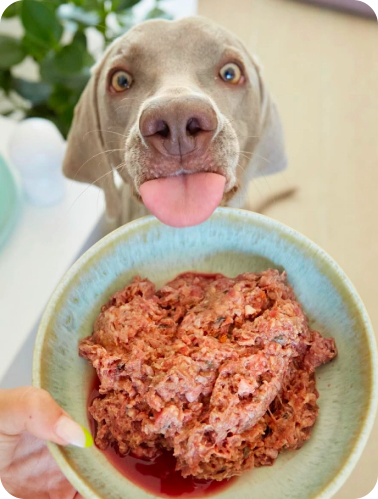 Perro de Guau&Cat