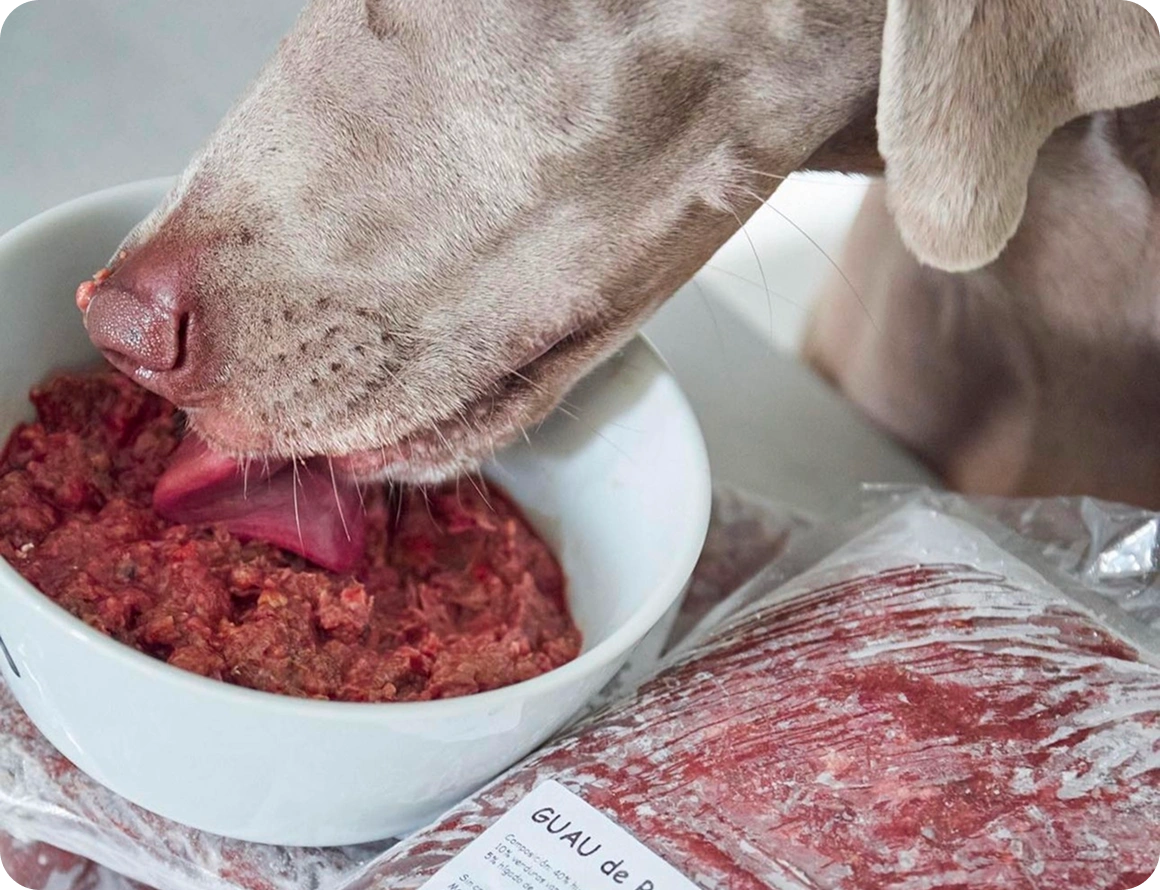 Perro comiendo dieta BARF de Guau&Cat