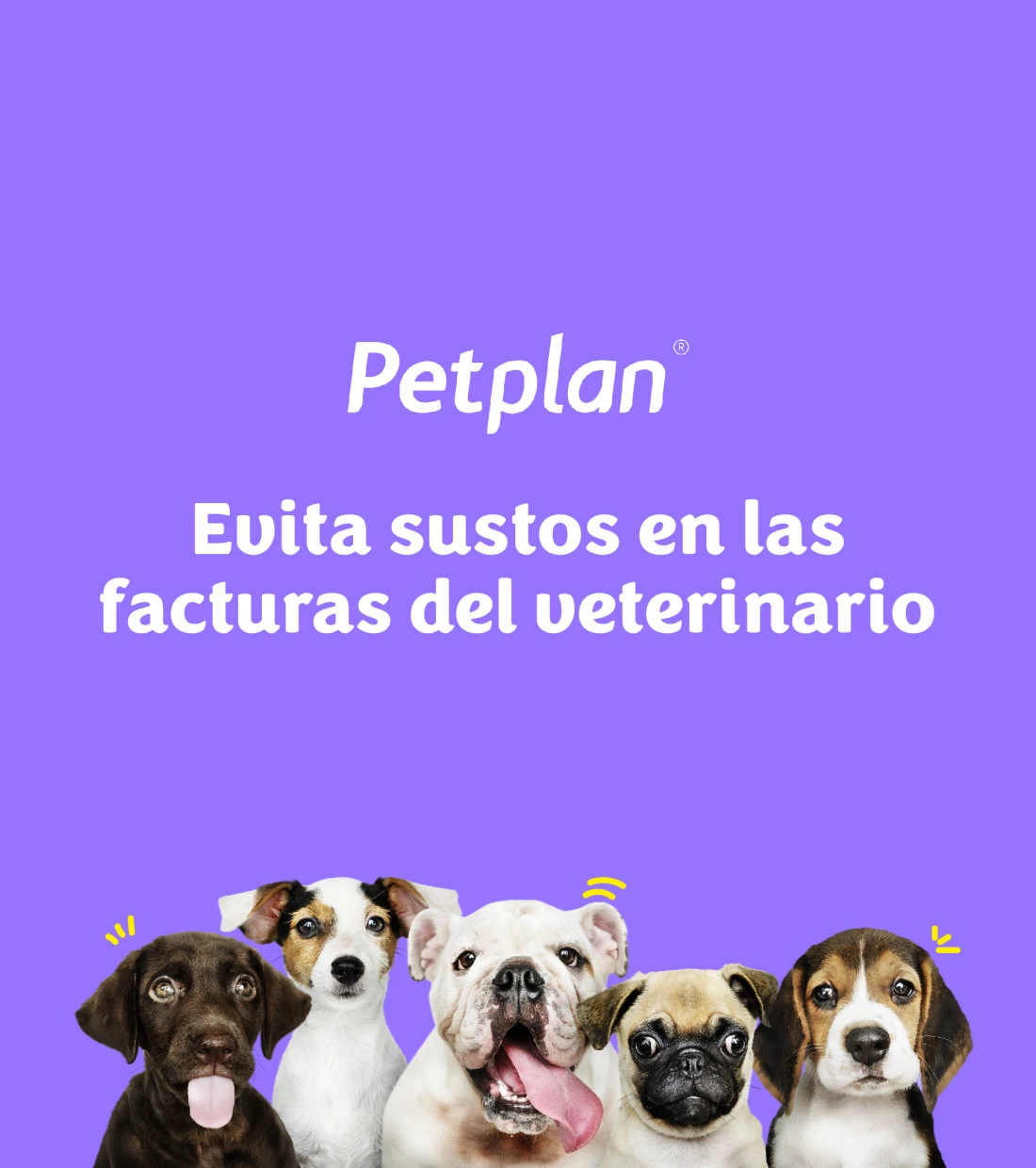 PetPlan: evita sustos en las facturas del veterinario