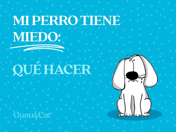 Cómo quitar el miedo a un perro