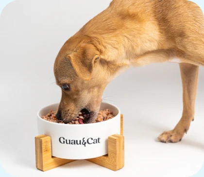 Perro comiendo comida natural de Guau&Cat en un cuenco de la marca sobre un soporte de madera
