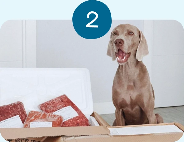 Weimaraner junto a una caja abierta de menús congelados Guau&Cat