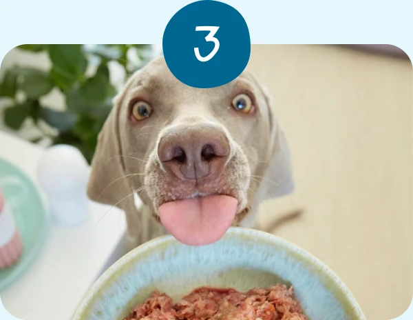 Perro feliz esperando ante un plato de comida natural Guau&Cat